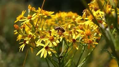 草原上小蜜蜂采蜜视频的预览图